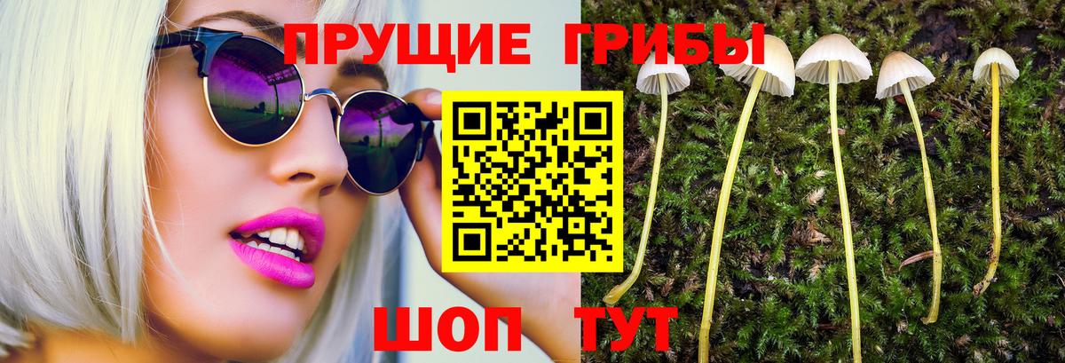 Псилоцибиновые грибы мицелий Петрозаводск